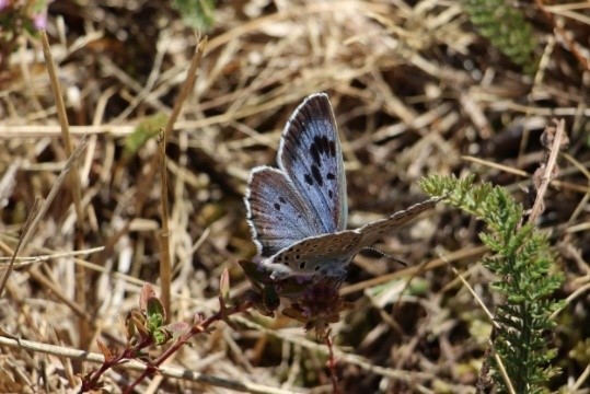 Azuré du serpolet