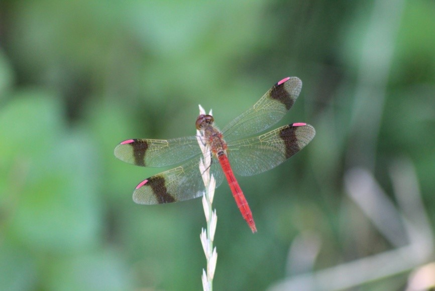 Sympétrum du Piémont mâle observé à Lorette