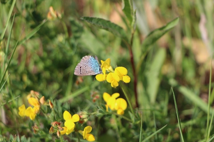 Azuré des cytises