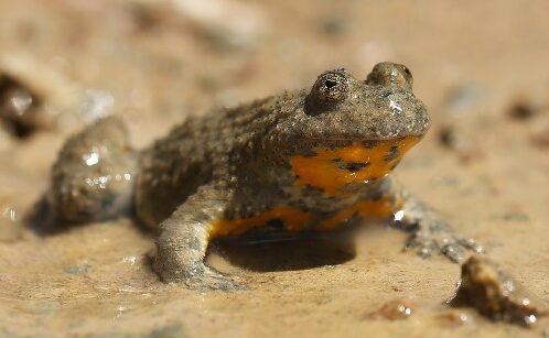 Sonneur a ventre jaune