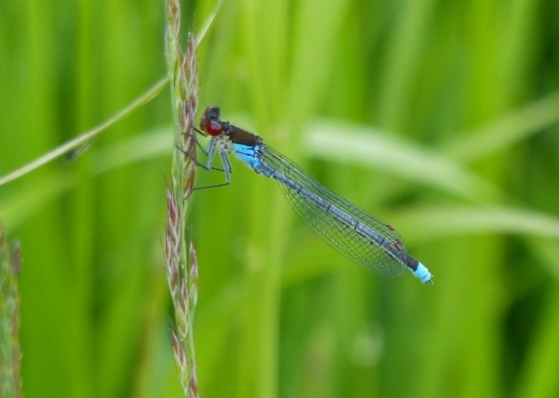 Naïade aux yeux rouges