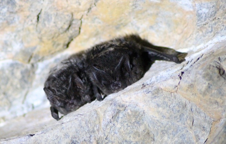 Barbastelles d'Europe