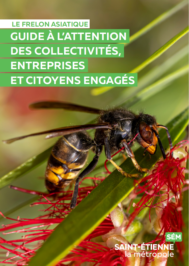 Couverture du guide frelon asiatique