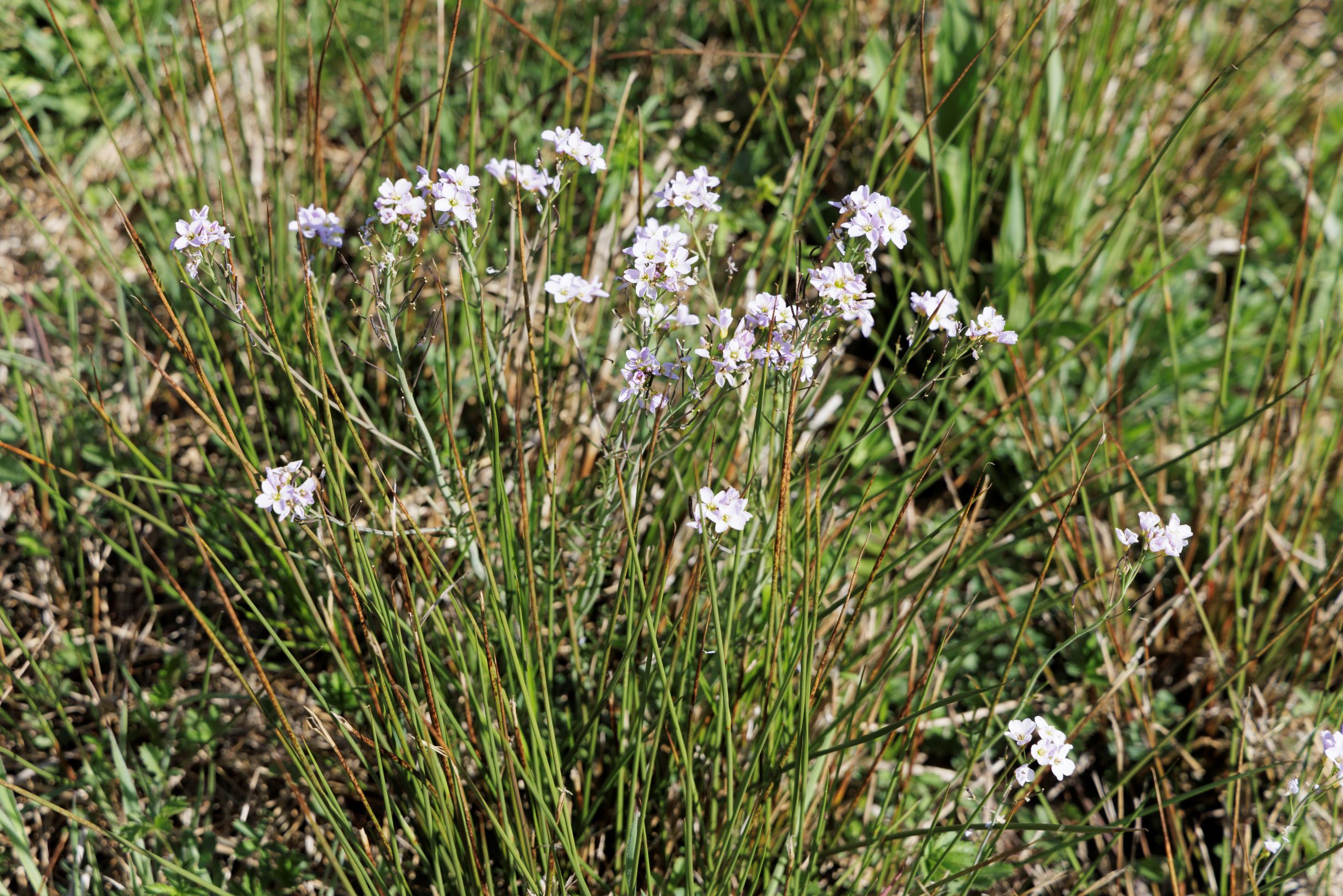 Cardamine des prés en fleur et joncs - site ZA Les Roches