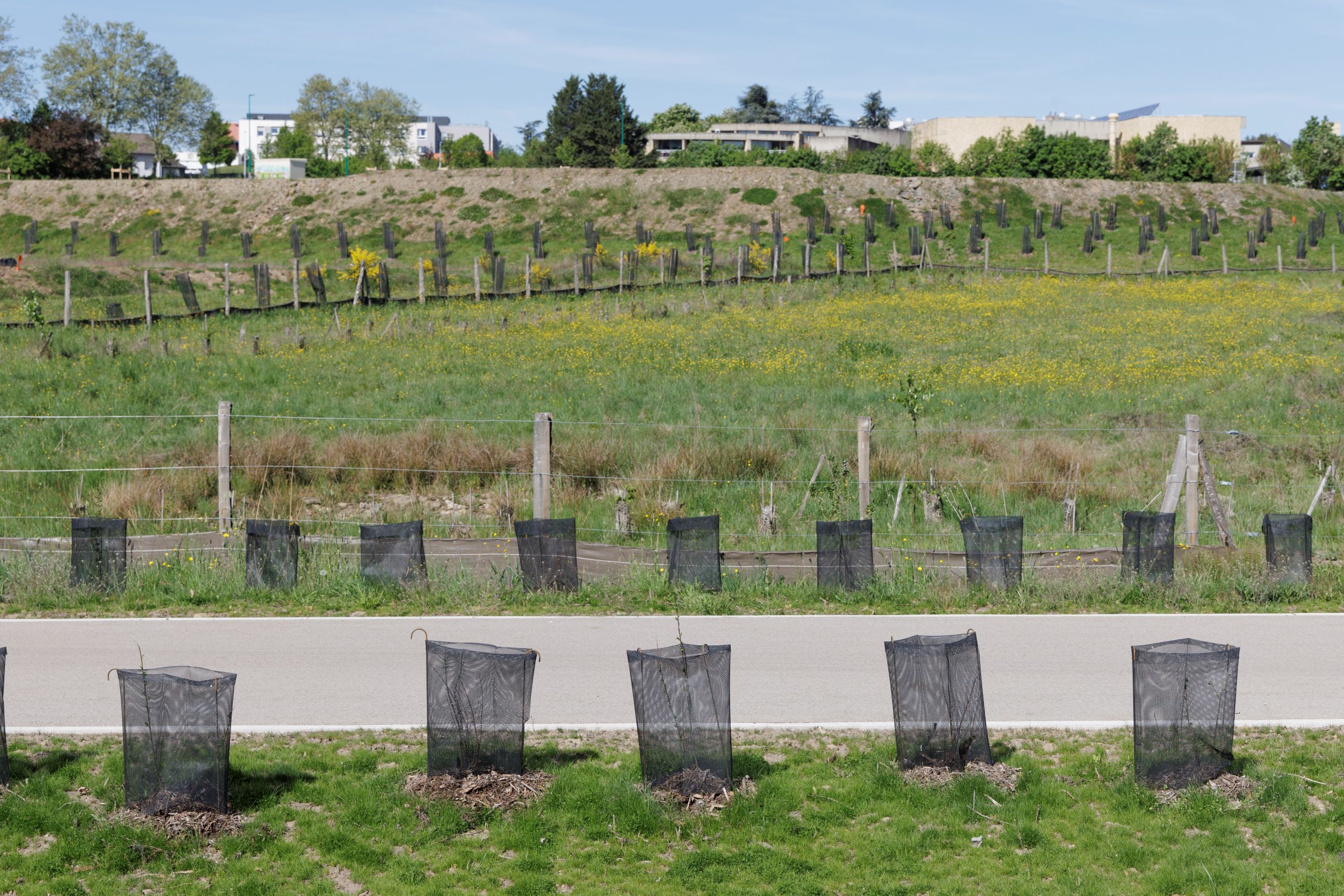 Haies nouvellement plantées - site ZA Les Roches