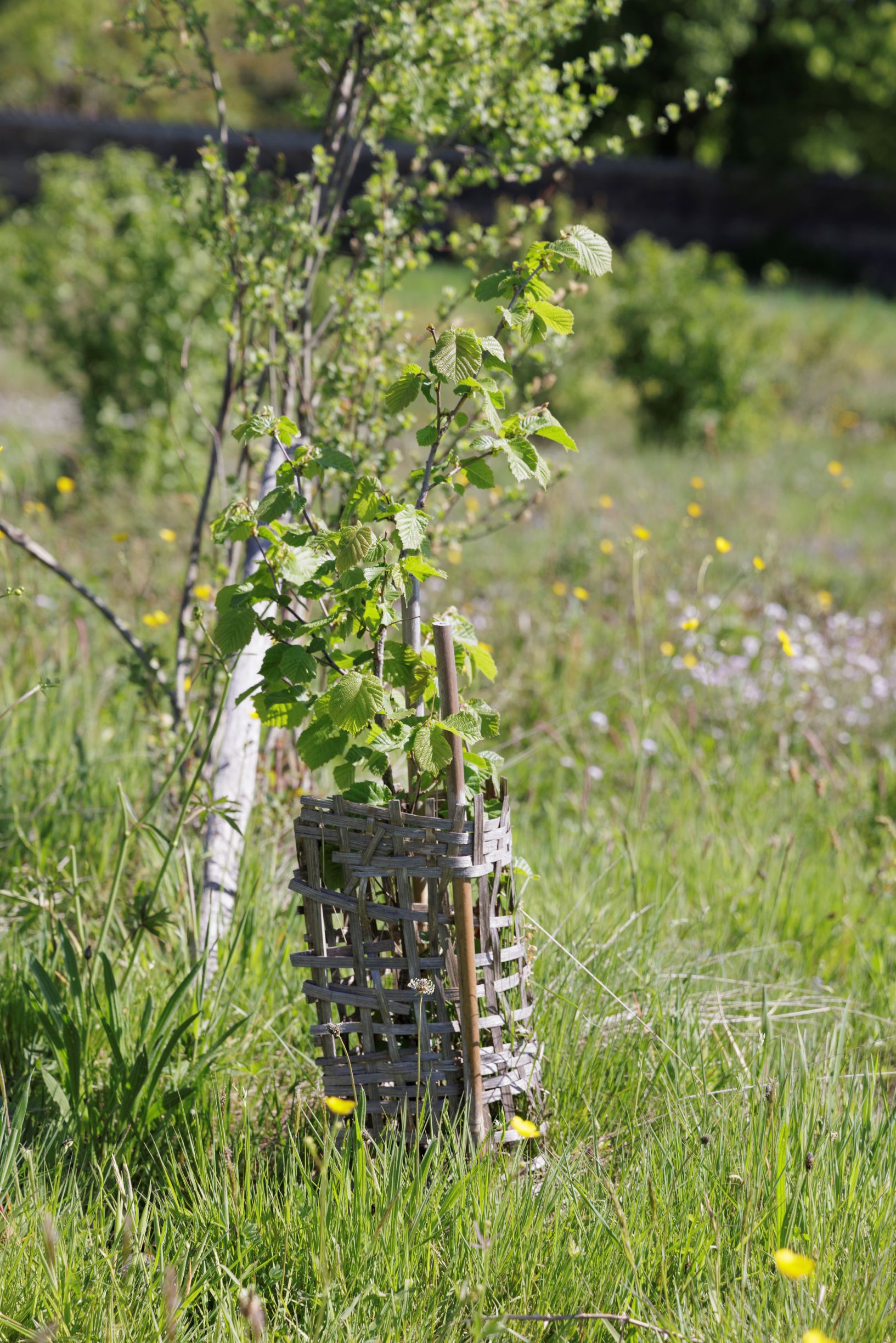 Jeune plant de noisetier - site ZA Les Roches