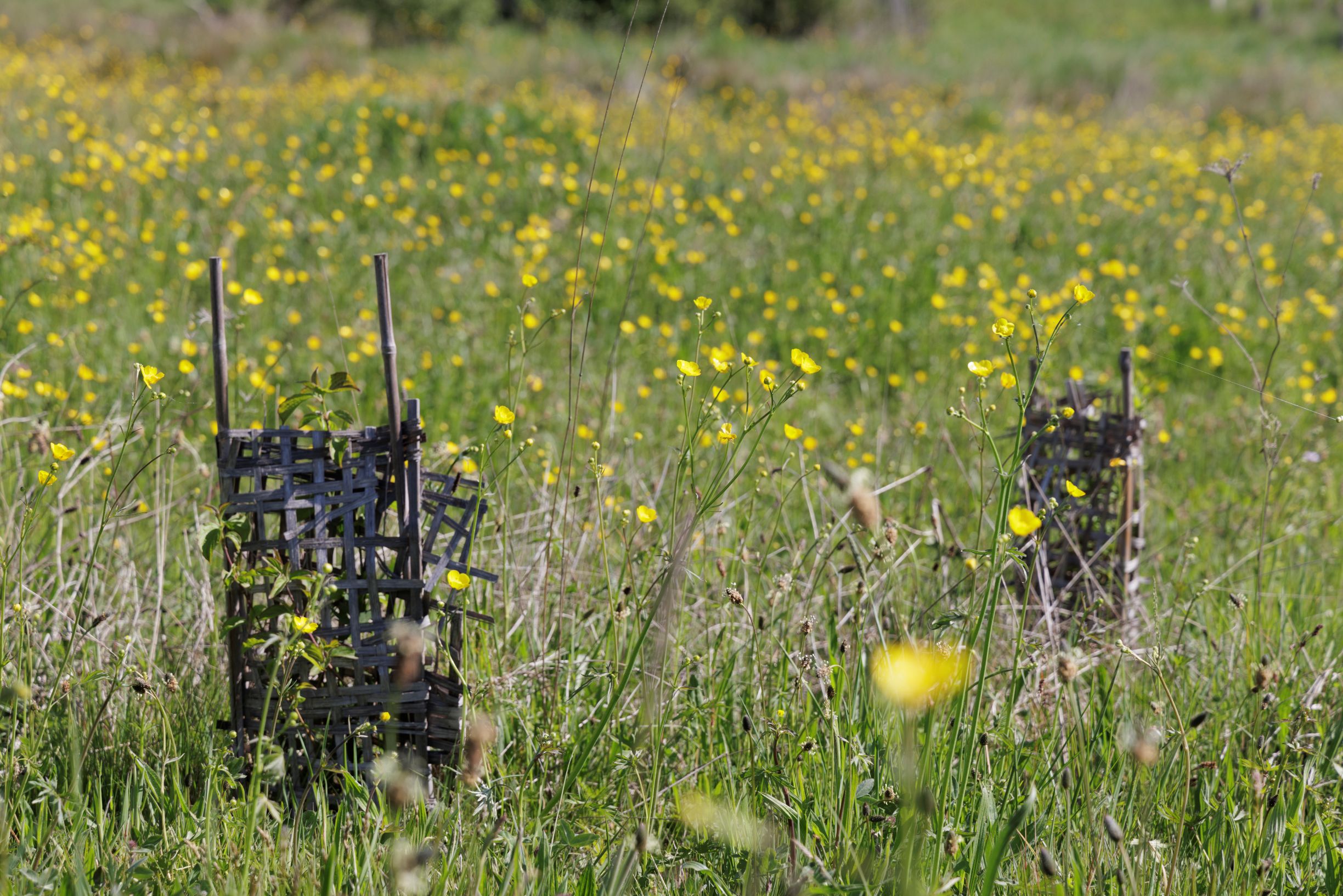 Jeunes plants et prairie - site ZA Les Roches
