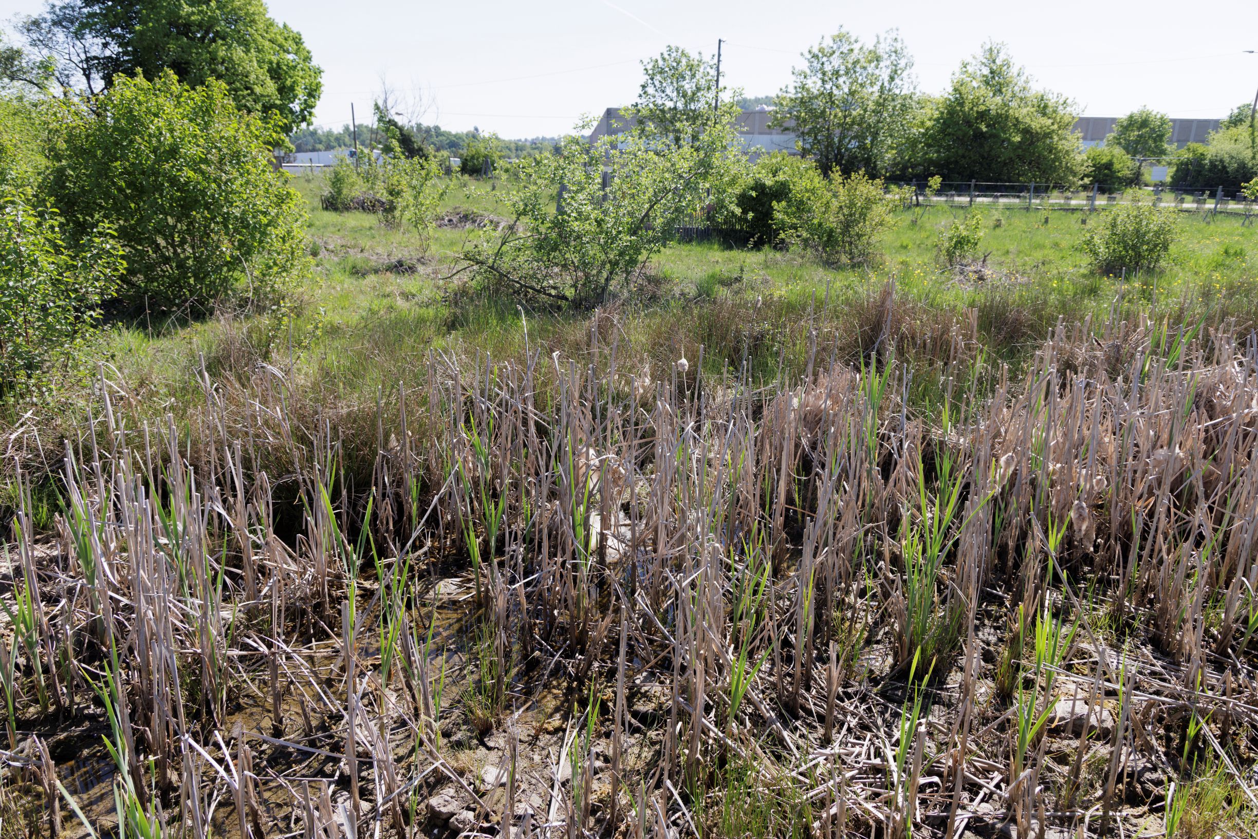 Mare et prairie - site ZA Les Roches