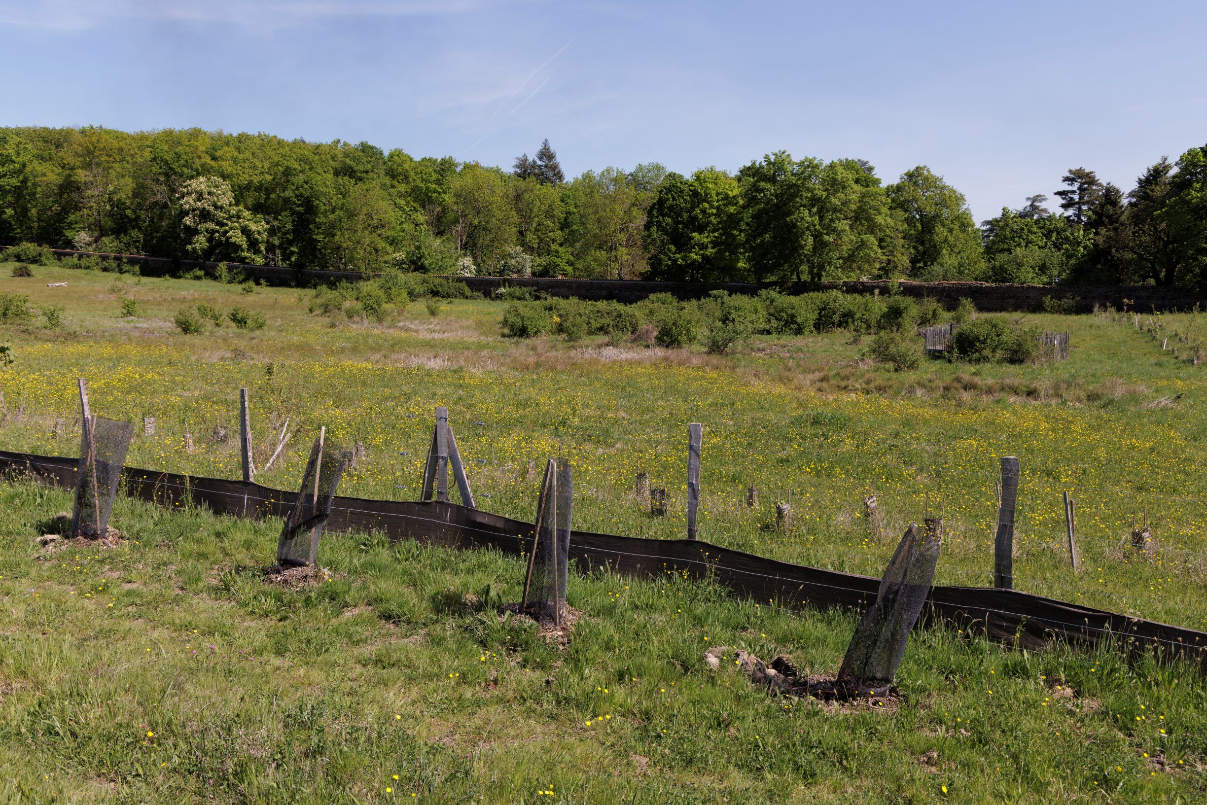 Jeunes arbustes et prairie en fleurs - site ZA Les Roches