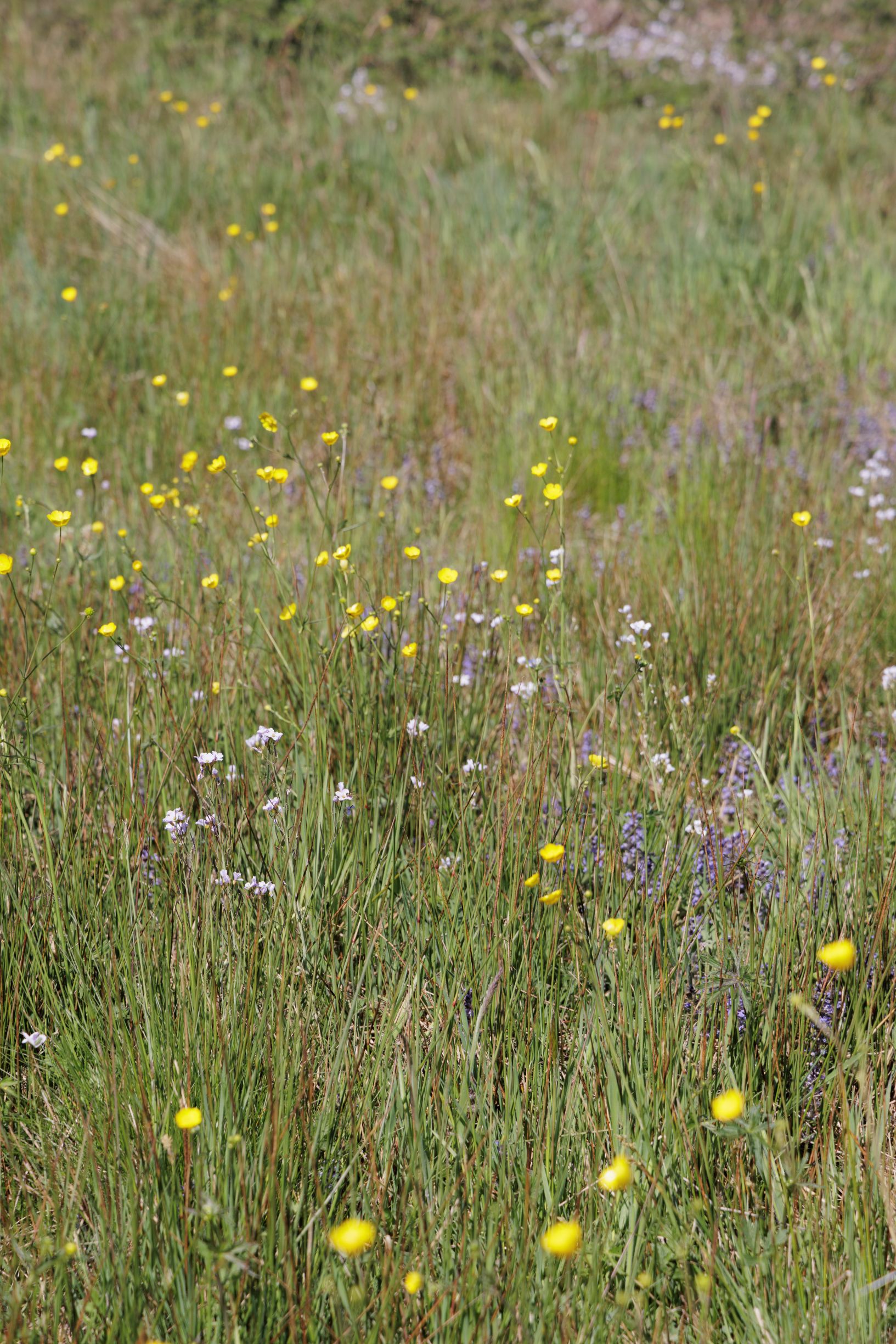Prairie multicolore - site ZA Les Roches