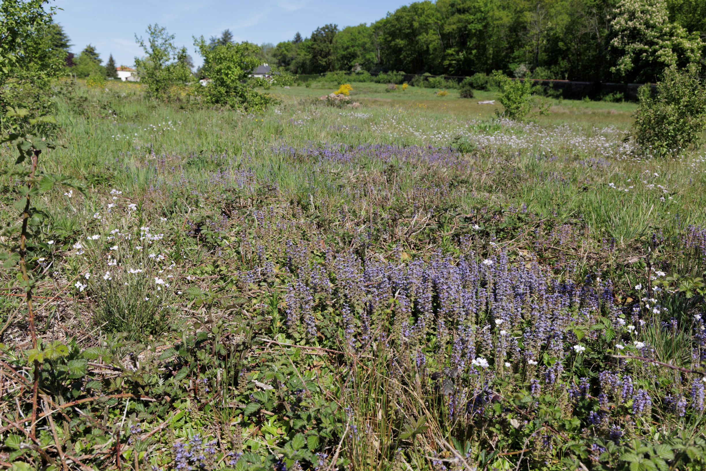 Prairie en fleurs - site ZA Les Roches