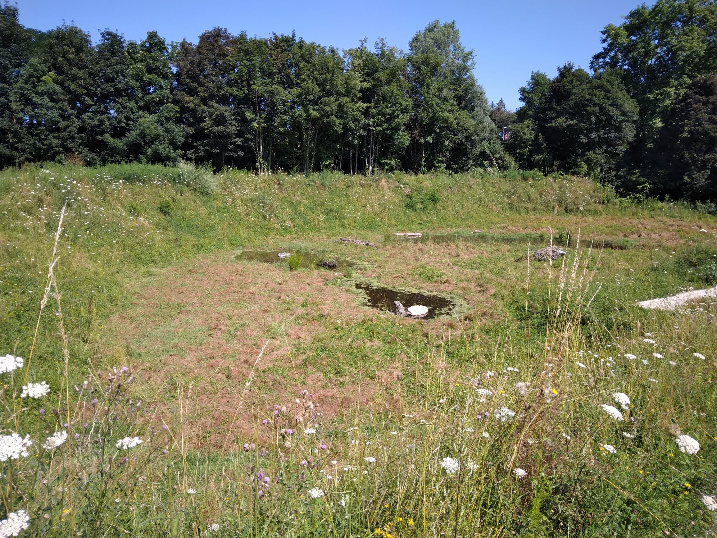 Zone humide - site de compensation Villars